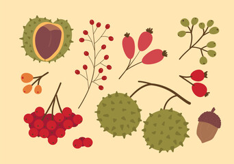 Flat vector graphic collection showcasing fall seasonal elements like a prickly chestnut hull rosehips rowan berry branches and an acorn on a warm cream background. Vector illustration © Elena