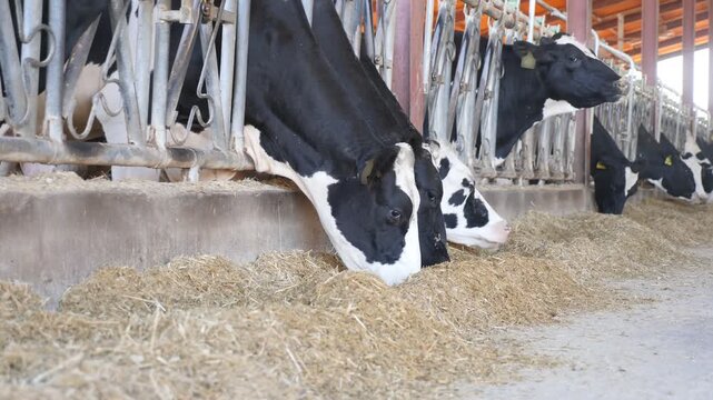View of a modern livestock farm with cows in stalls. High quality 4k footage