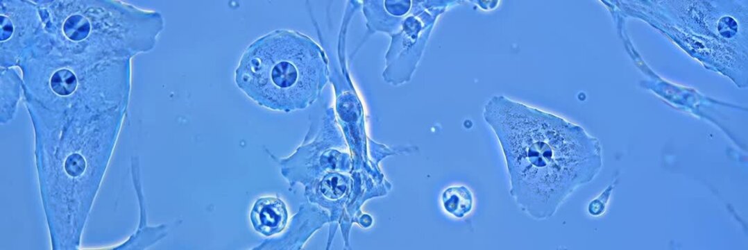 Living cells viewed through a microscope in a blue laboratory sample, animated science website banner with copy space for text