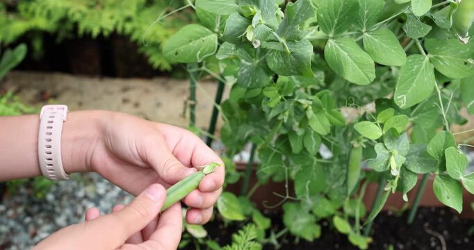Child hands picking fresh organic green pea pod from bush trellis in backyard farm. Sustainable urban gardening and homegrown plant based food production concept. Raw vegan vegetable harvest copy spac