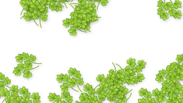 Green Parsley Leaves Falling Downwards Against a Solid White Background