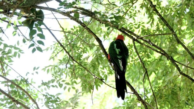 a male australian king parrot perching on a tree branch in a suburban front yard on the nsw central coast of australia