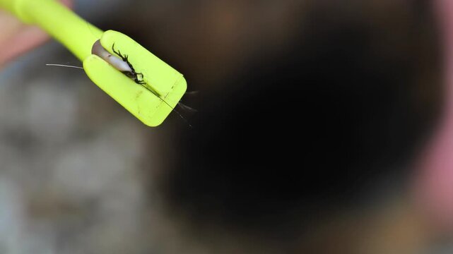 ticks and tweezers.Close-up of a tick held in a removal tool.Bloodsucking dangerous insect. 4k footage