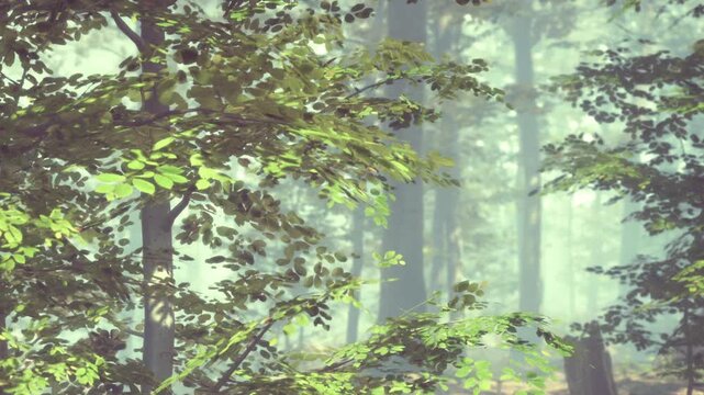Sunlight shines through the leaves of trees in a green forest. The light creates a soft glow and highlights the foliage. It is morning and the scene is filled with nature.