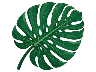 Monstera Deliciosa leaf with characteristic fenestrations. © Gerry