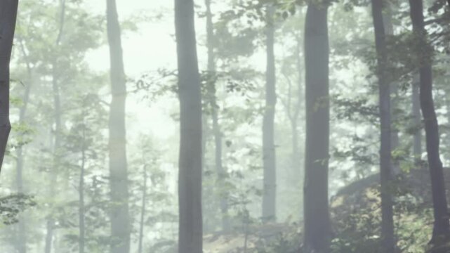 Fog surrounds many trees in the forest. They are lined up closely with light shining through. The scene shows a quiet morning with soft colors in the background.
