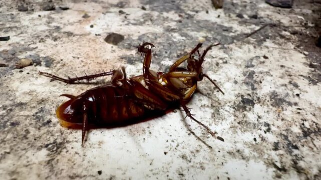 Close-up of a dying cockroach lying on its back and moving its legs on a dirty concrete floor. Pest control, insect infestation, and hygiene concept.
