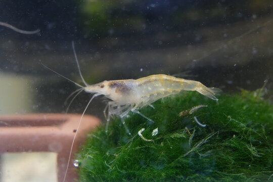 Ghost Shrimp on Green Moss Nature Close Up Shot