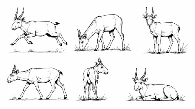 Saiga Antelope Collection in Different Poses, Line Art Illustration