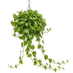 Lush green pothos plant hanging in a decorative metal basket © Visol Studio
