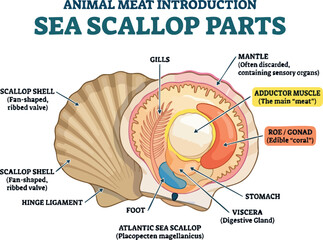 An anatomical diagram of an Atlantic sea scallop with labeled body parts © Michelle studio