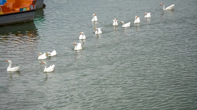 White Geese or Rajhans swimming in lines with some boats at Bhojtal upper lake or Bada Talaab in Bhopal Madhya Pradesh 3
