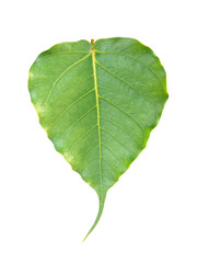 Leaves in a lush tropical forest © kittipong