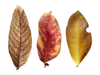 Leaves in a lush tropical forest © kittipong