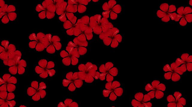 Red Hibiscus Flowers Falling Vertically Against a Solid Black Background