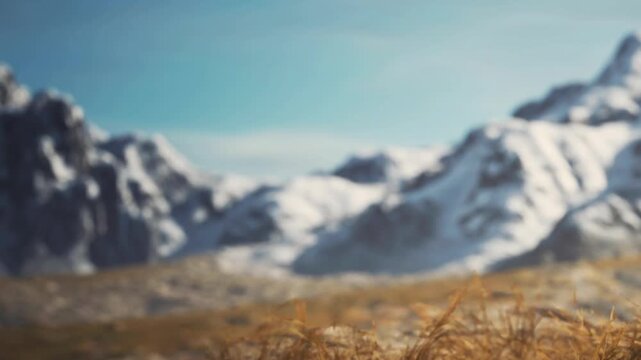A large field of grass sits in front of snow capped mountains under a blue sky. The scene shows the natural beauty of the landscape on a sunny day.