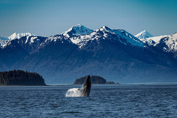 Humpback whale breaching in front of snow-capped mountains, Icy Strait Point, Alaska © Justin