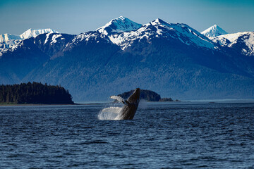 Humpback whale breaching, high jump, in front of snow-capped mountains, Icy Strait Point, Alaska © Justin