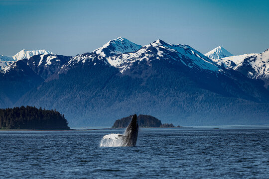 Humpback whale breaching in front of snow-capped mountains, Icy Strait Point, Alaska