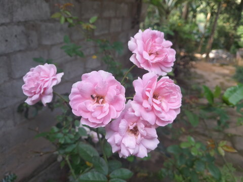 Beautiful Pink Damask Roses Blooming in a Garden with a Stone Wall Background