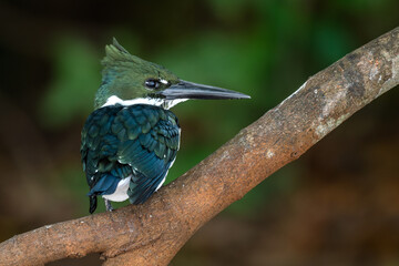 Obraz premium Amazon Kingfisher - Chloroceryle amazona, beautiful green and white kingfisher from New World fresh waters, Pantanal, Brazil.