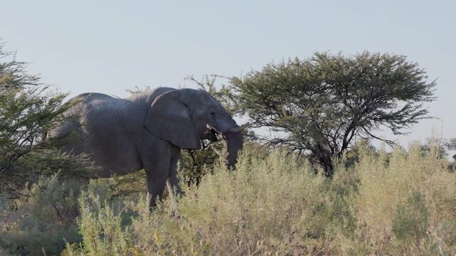 a morning tracking shot of an african elephant feeding on foliage at etosha national park in namibia