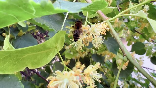 Bee collecting nectar on blooming linden tree flowers among green leaves in summer