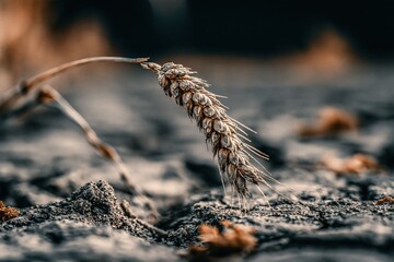 Obraz premium Close-up of a single dry wheat stalk emerging from cracked earth, symbolizing harvest and agriculture