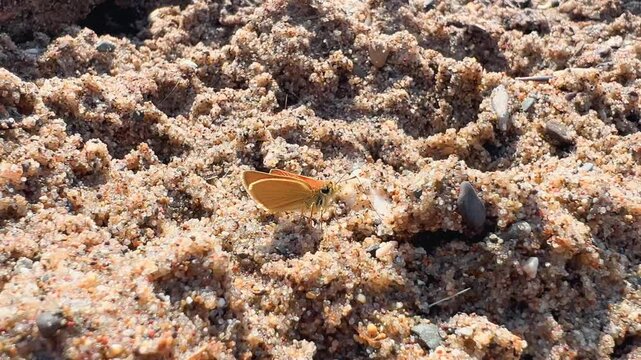 Small orange skipper butterfly drinking water from sandy ground with natural debris and pebbles