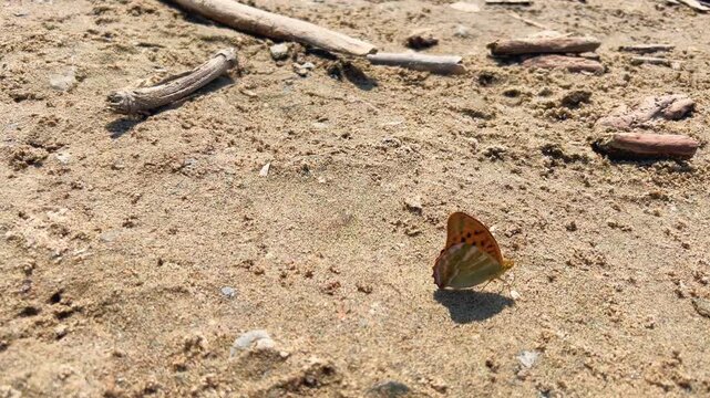 Silver-washed fritillary butterfly drinking water from sandy ground surrounded by dry sticks and natural debris