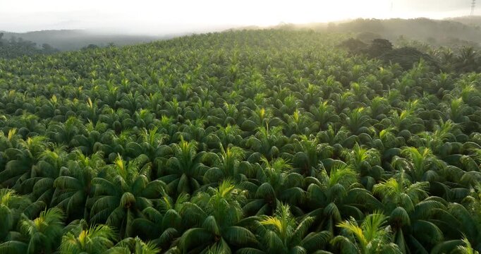 Aerial footage of king coconut fruits grow on tree