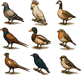 Vintage Bird Icon Set Collection in Retro Flat Vector Style Featuring Songbirds, Tropical Birds and Water Birds vol.1 © DumbCasso