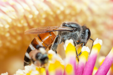 Close up macro of honey bee collecting nectar pollen from vibrant flower highlighting pollination biodiversity natural ecosystem insect behavior © JP.Studio