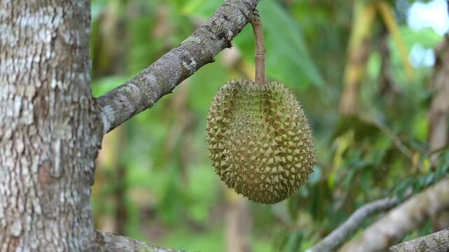 Durian garden that is cultivated in the best areas in southern Thailand