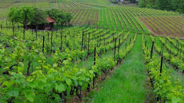 Green vineyards on the hills in springtime in the Lavaux wine region of Switzerland