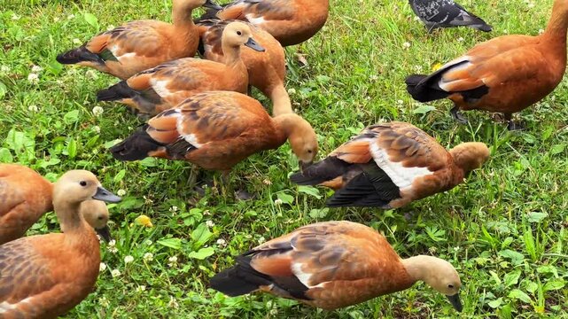 Close view of juvenile ruddy shelducks grazing on green grass in a summer park beside a pond