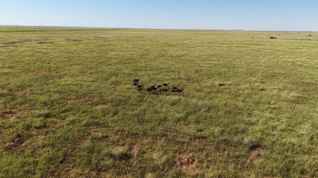 A mob of Emus running wild in western NSW