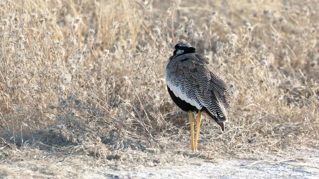 a rear view of a northern black korhaan bird at etosha national park in namibia, africa