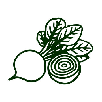 Hand drawn beet and sliced beet outline illustration