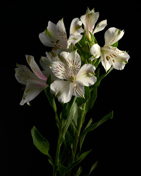 White Alstroemeria Flowers on Black Background &ndash; Elegant Peruvian Lily Floral Close Up