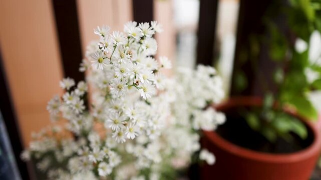 White Aster Cutter Flowers Blooming in Terracotta Pot on Balcony
