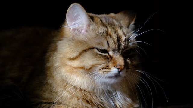 Majestic regal cat with a stern, brooding expression on black background. Intense gaze, poised posture creating a dramatic and captivating image. 