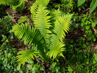 新緑の雑草の葉　長野県白馬村 © RATM