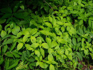 新緑の雑草の葉　長野県白馬村 © RATM
