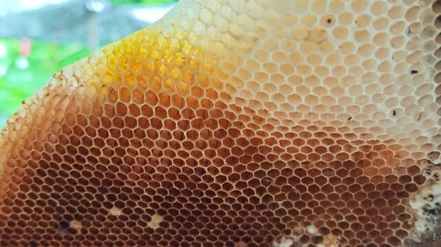 The pattern of a part of a beehive filled with beeswax.