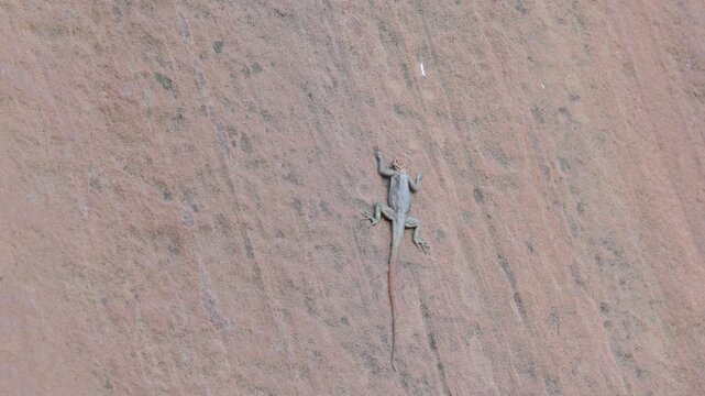 an wide shot of a rock agama lizard on a rock wall at twyfelfontein in namibia