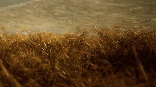 Dry grass grows tall near the edge of a calm body of water. The sunlight casts shadows creating a warm glow over the landscape. A few gentle waves move across the surface.