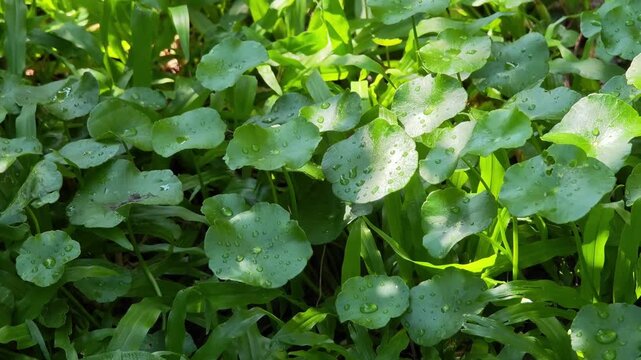 Centella asiatica leaves in the garden
