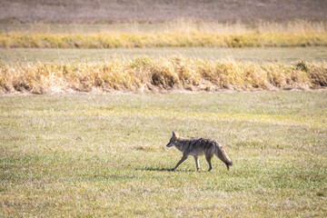 Fototapeta premium Coyote Walking Across Open Grassland Field with Dry Reeds in Bac