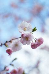 Naklejka premium Delicate pink cherry blossoms against the backdrop of a blue spring.